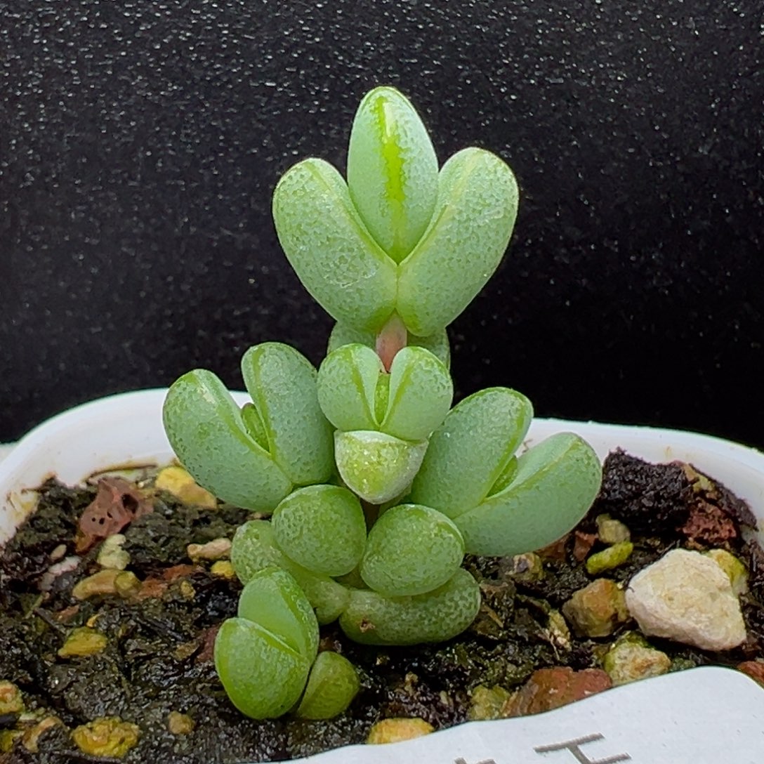 dy3602小可爱元宝冠幅2cm