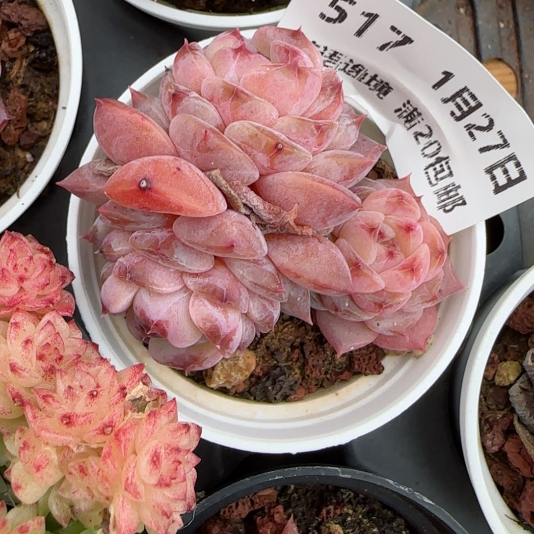 花语逸镜0127-517