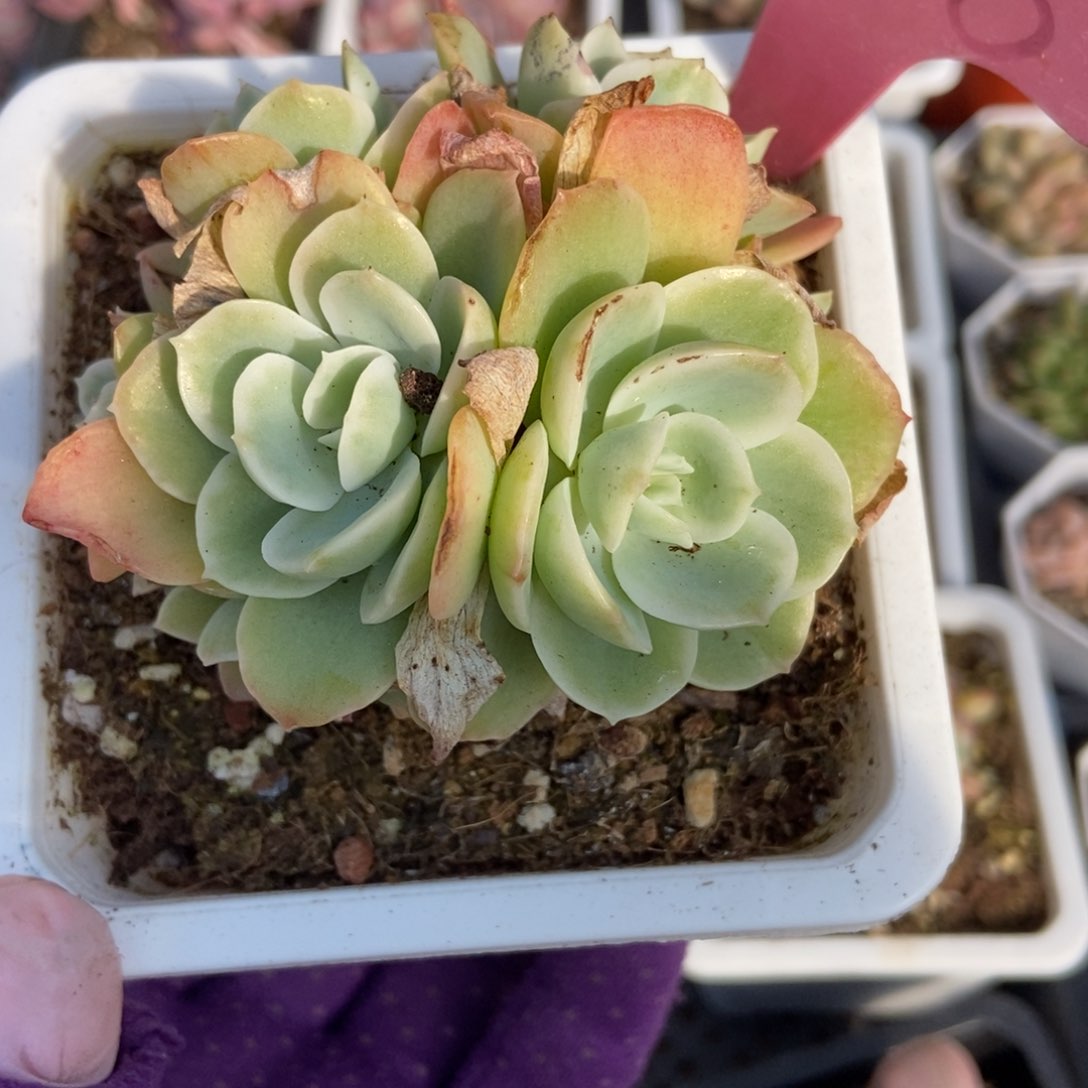 1908柠檬玫瑰多肉植物