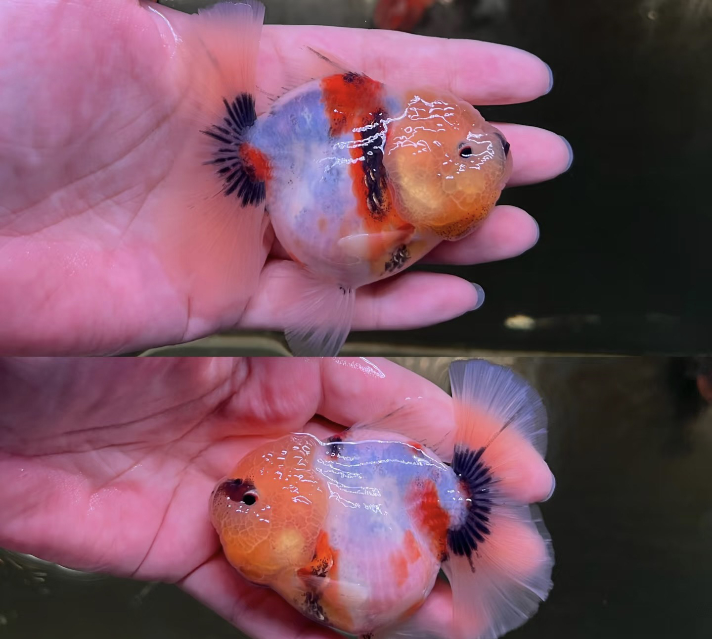 僖僖金鱼冷水鱼 包邮 马印灯照射无开箱视频无售后