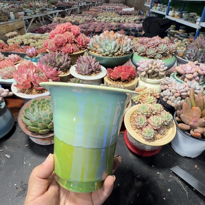 特价花盆满50发货内口12