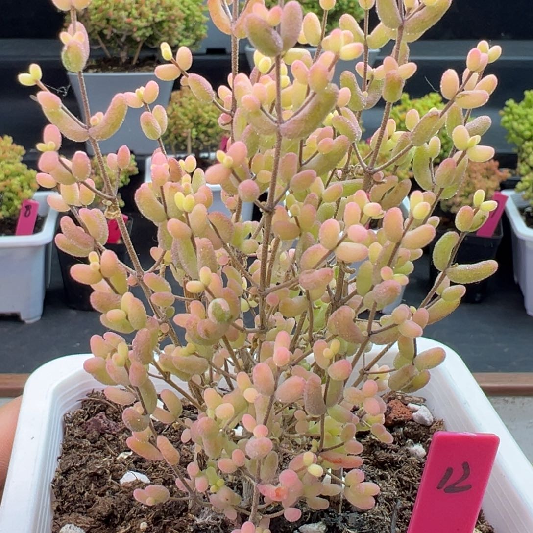 米粒锦12号10cm盆