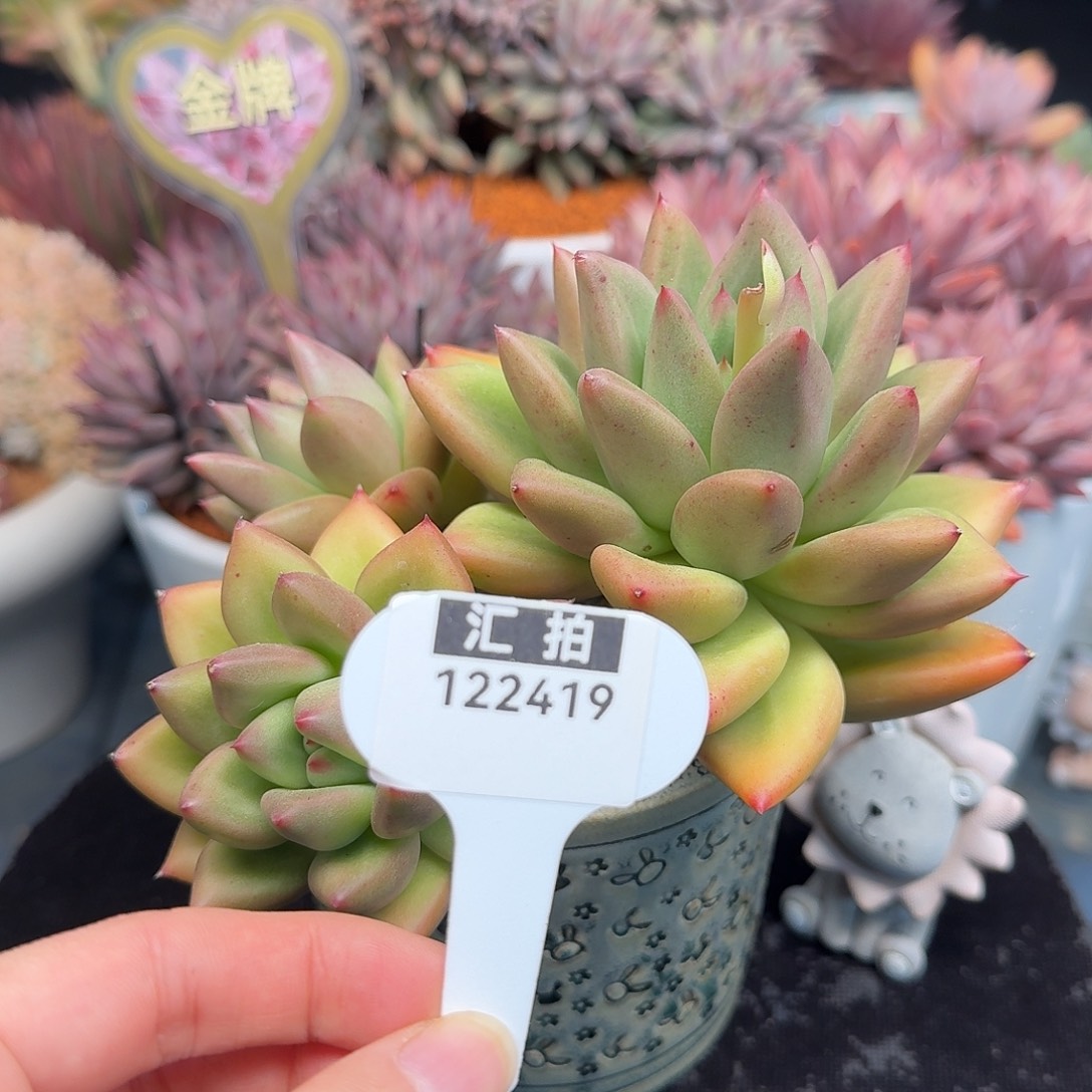 精品多肉植物122419