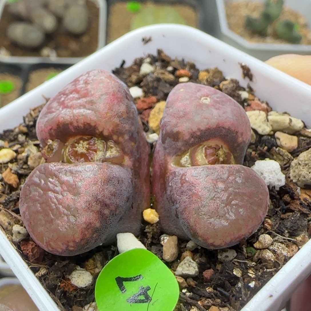 巧克力色多肉植物47