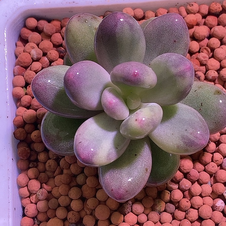 文乐奶酪锦杂交多肉植物