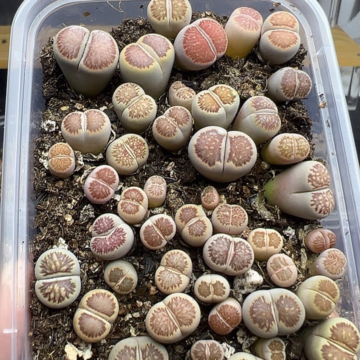 4781小美菊福利清