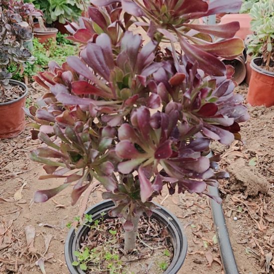 黑法师加急发货40