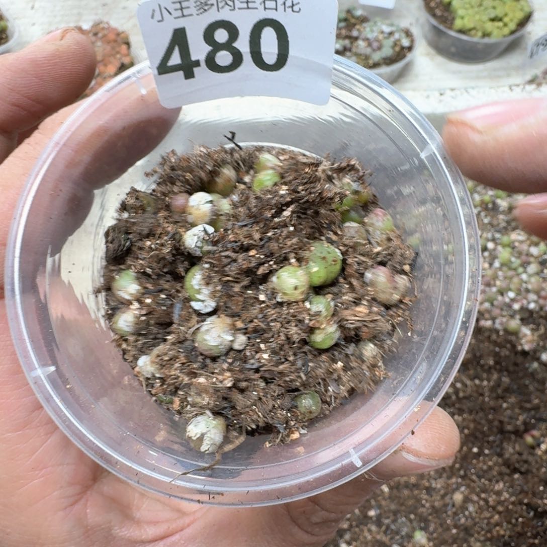 480。草莓斑马一盒