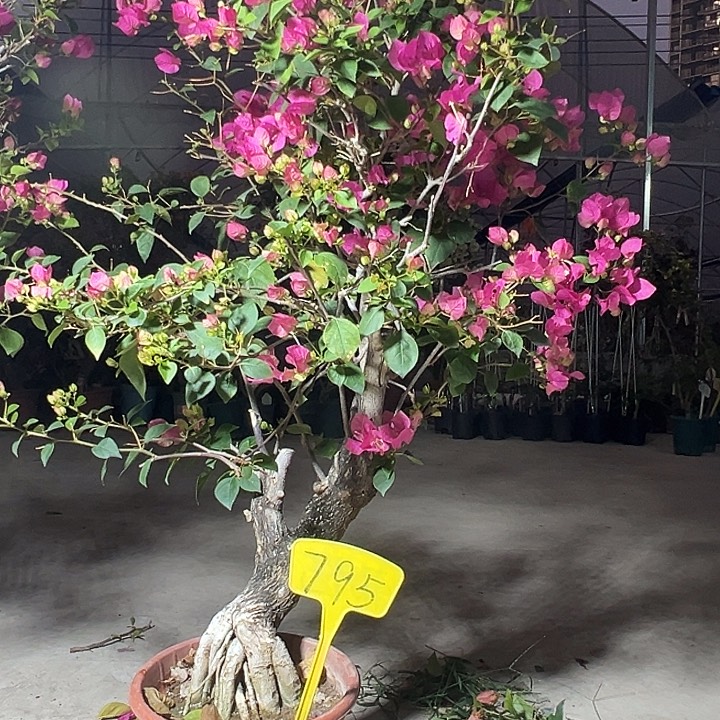 完全开放 6cm粗 108cm高 绿叶宫粉 795