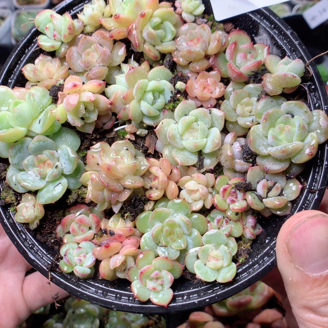 无花朵W18。b3英语英语英语英语