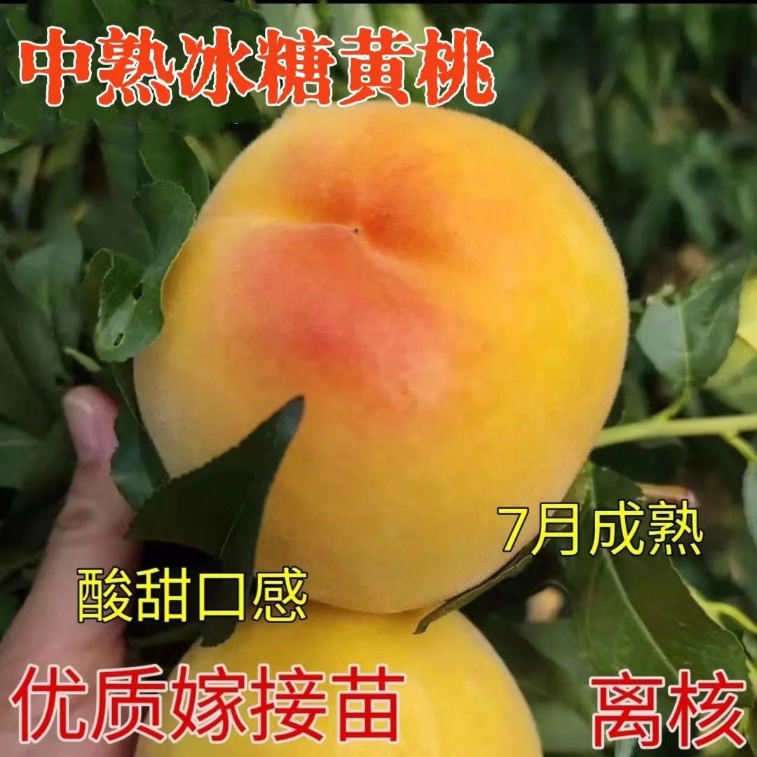 超甜黄桃树苗正宗嫁接南北方种植早熟特大新品种盆地栽当年结果