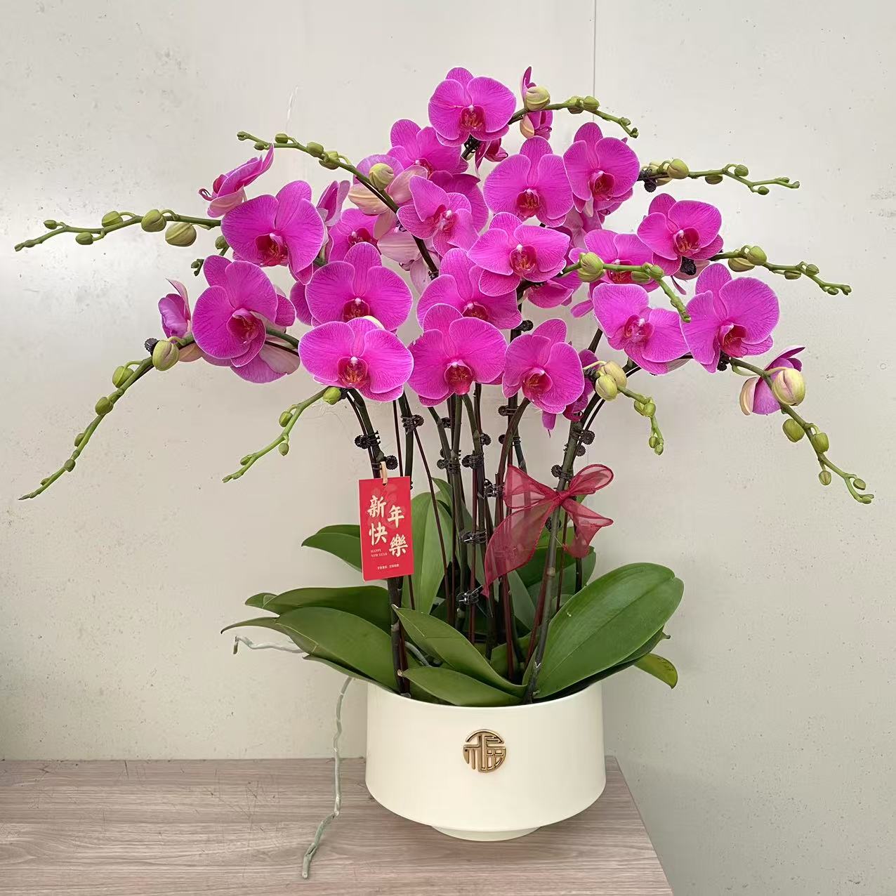 《恭喜发财》精品蝴蝶兰 好养耐养 花色娇艳 室内花卉