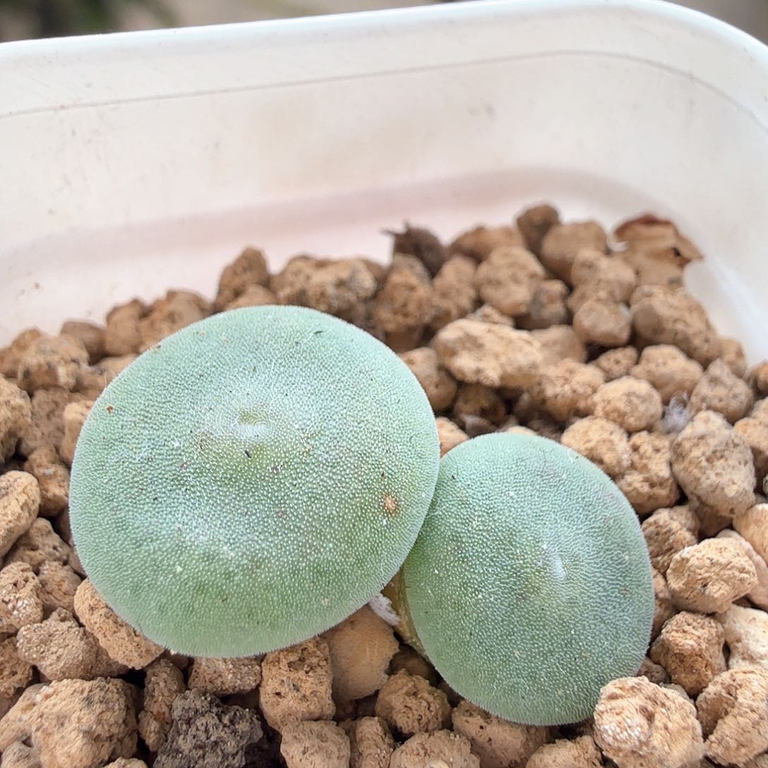 2.9.108/evj8512毛饼/多肉植物