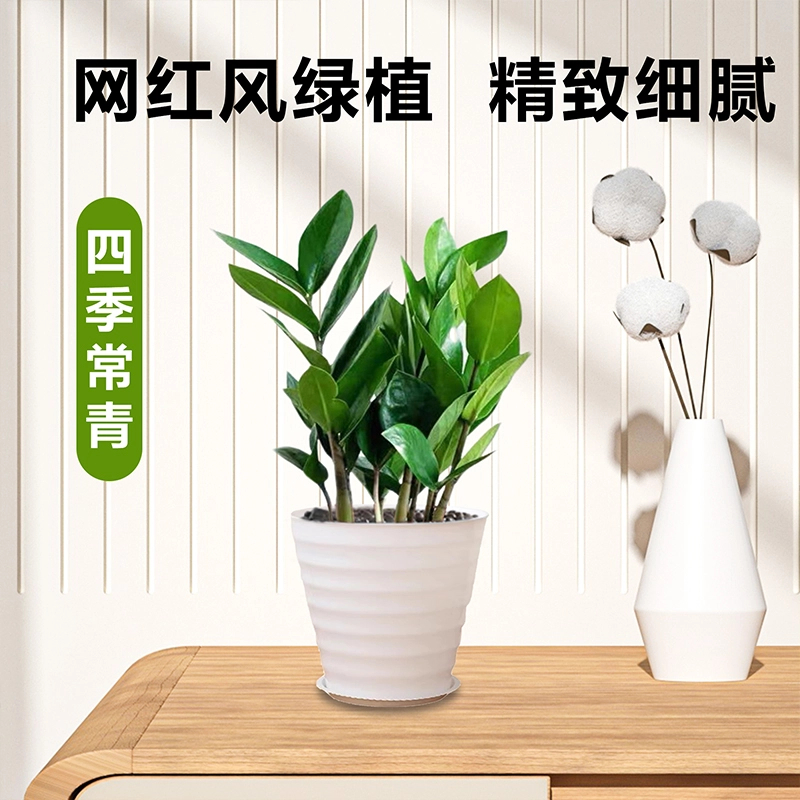 【四季常青】金钱树20—30cm盆栽客厅好养办公室绿植花卉招财进宝树