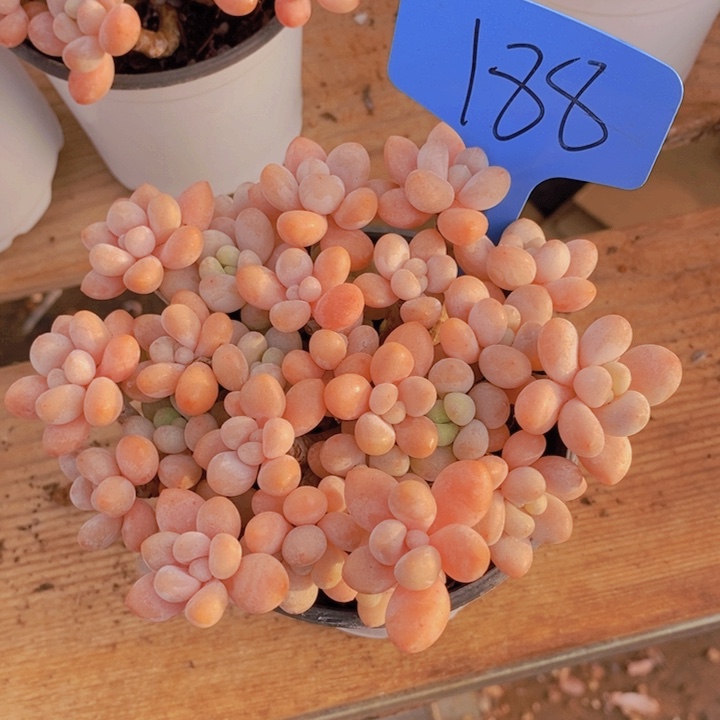 这么久不回来也没什么