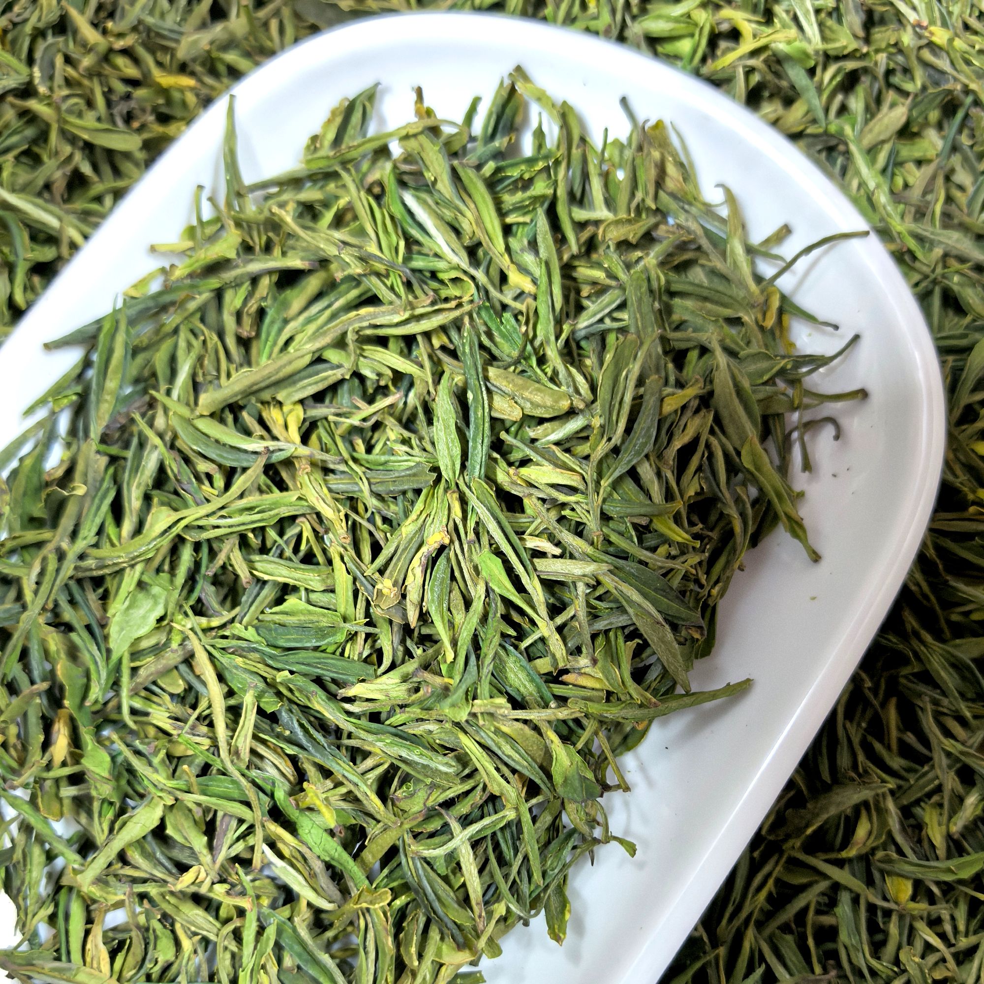 品六霍山黄芽2025新茶正宗核心产区高山老树茶安徽茶叶送礼