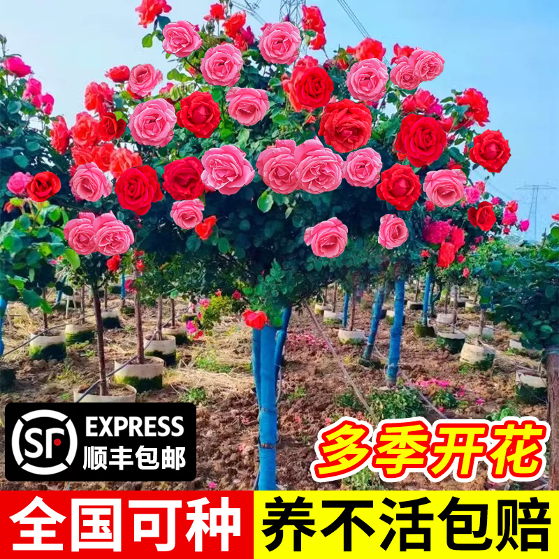 棒棒糖树桩月季花树四季开花卉树苗室外庭院特大玫瑰花苗盆栽植物