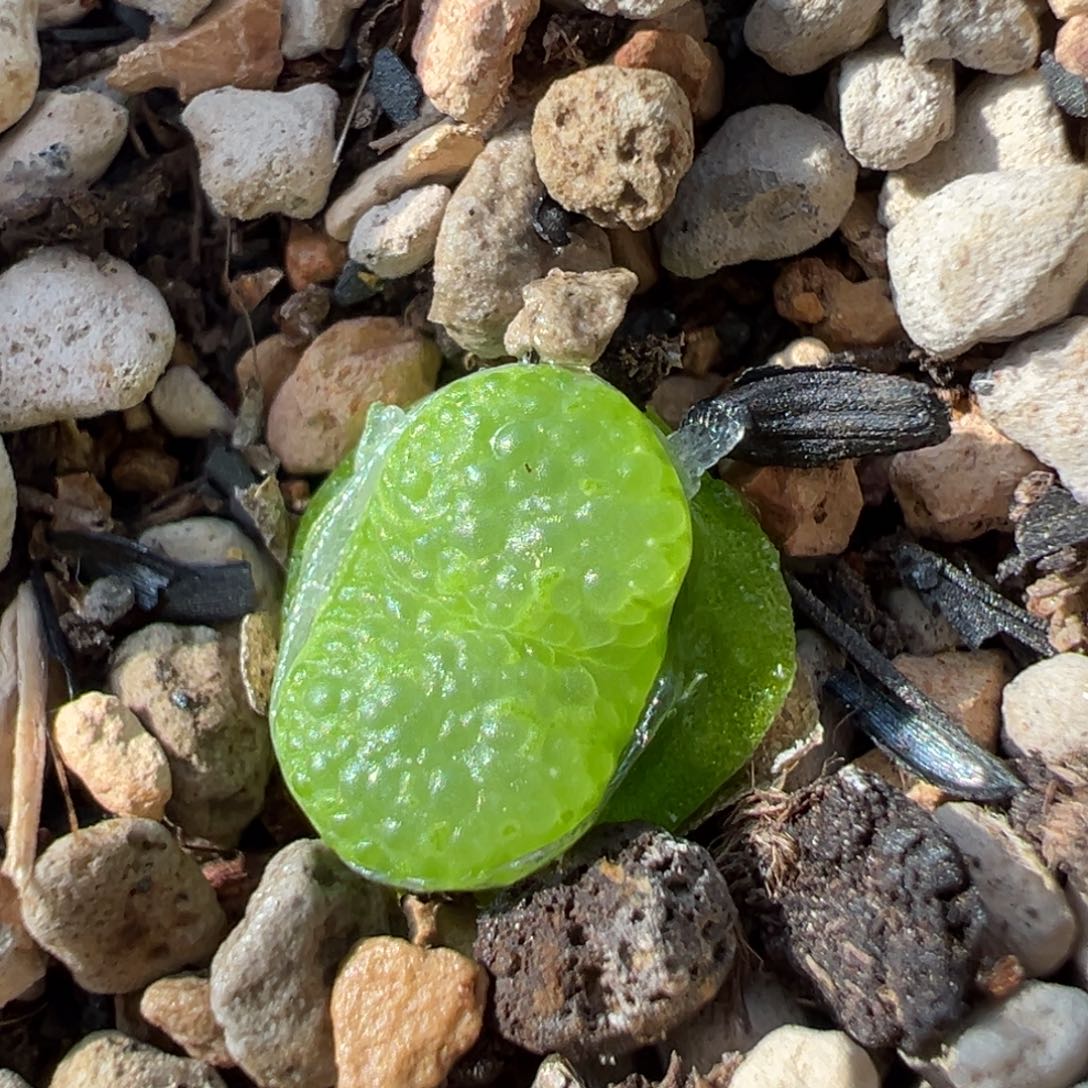 泡泡鱼子酱勋章 多肉植物