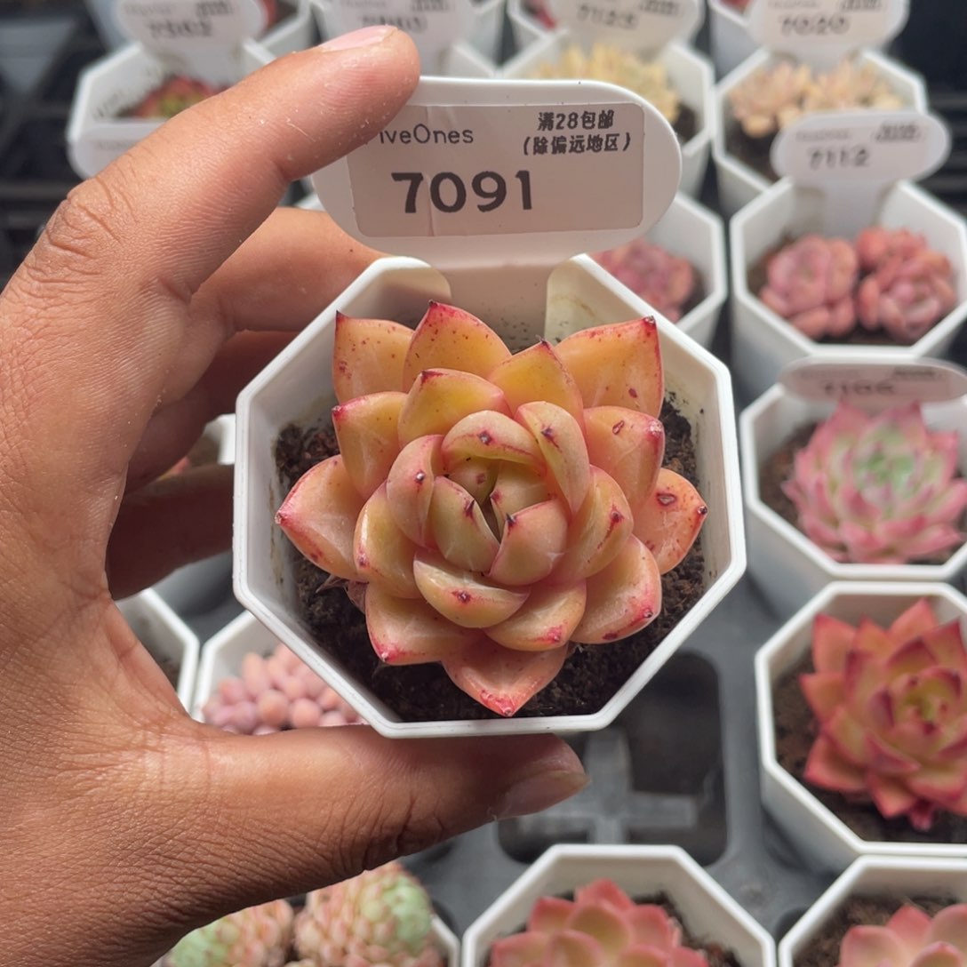 7091比翼鸟5.0厘米