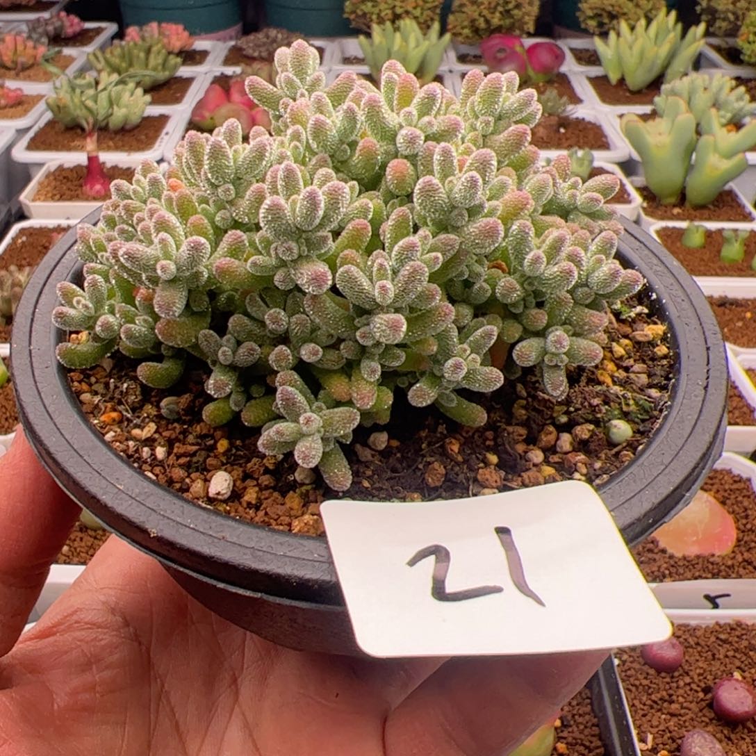 2.16冰晶多肉植物21