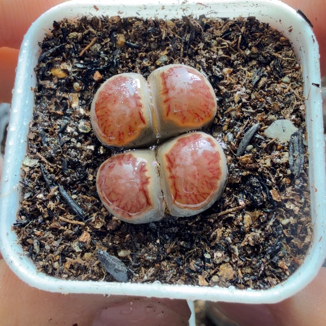 多肉植物的生长发育和541