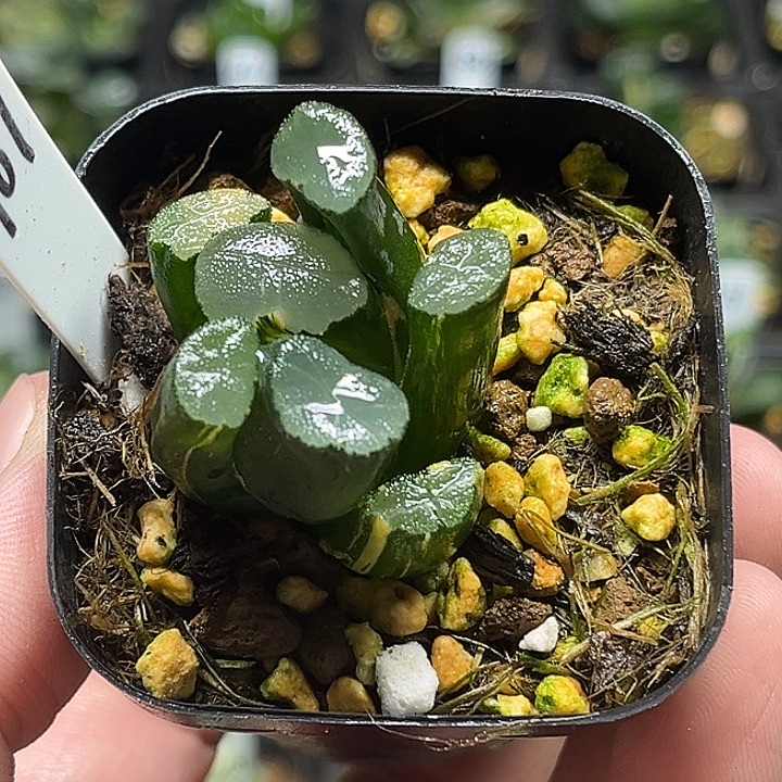 107欧大宝万象锦头家多肉十二卷