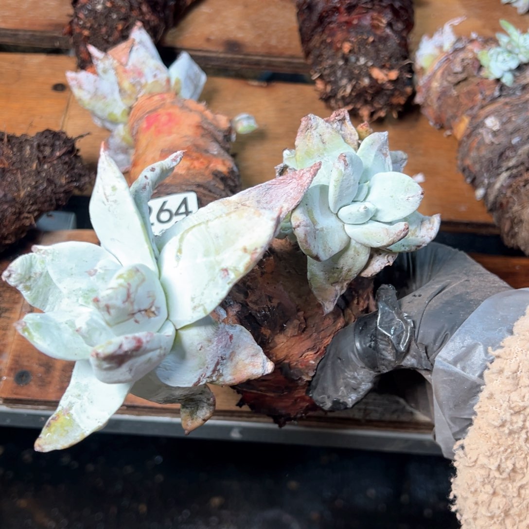 6265哈哈哈哈哈哈哈哈