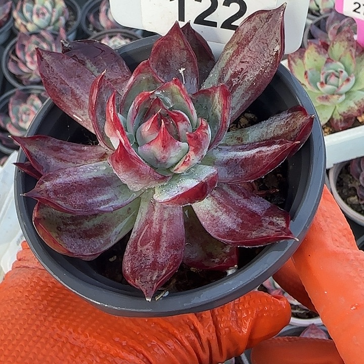 旺***卡122 惊鸿仙子多肉植物6-9cm