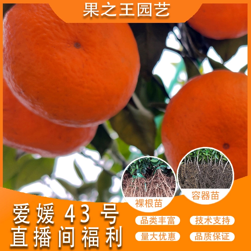 果之王【爱媛43号】-直播间福利-【带土】-轻基质容器苗直发