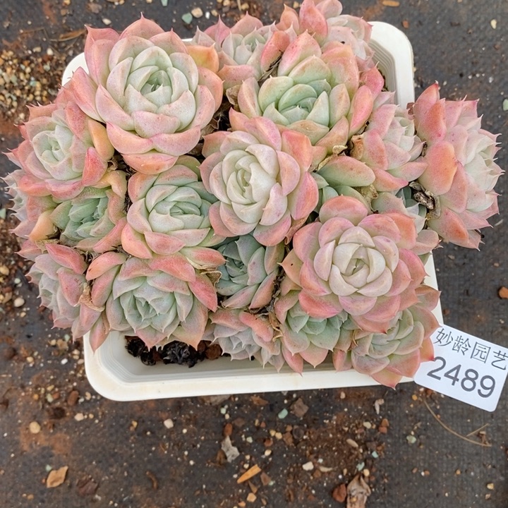 如***令2489杂交老桩基地～15厘米