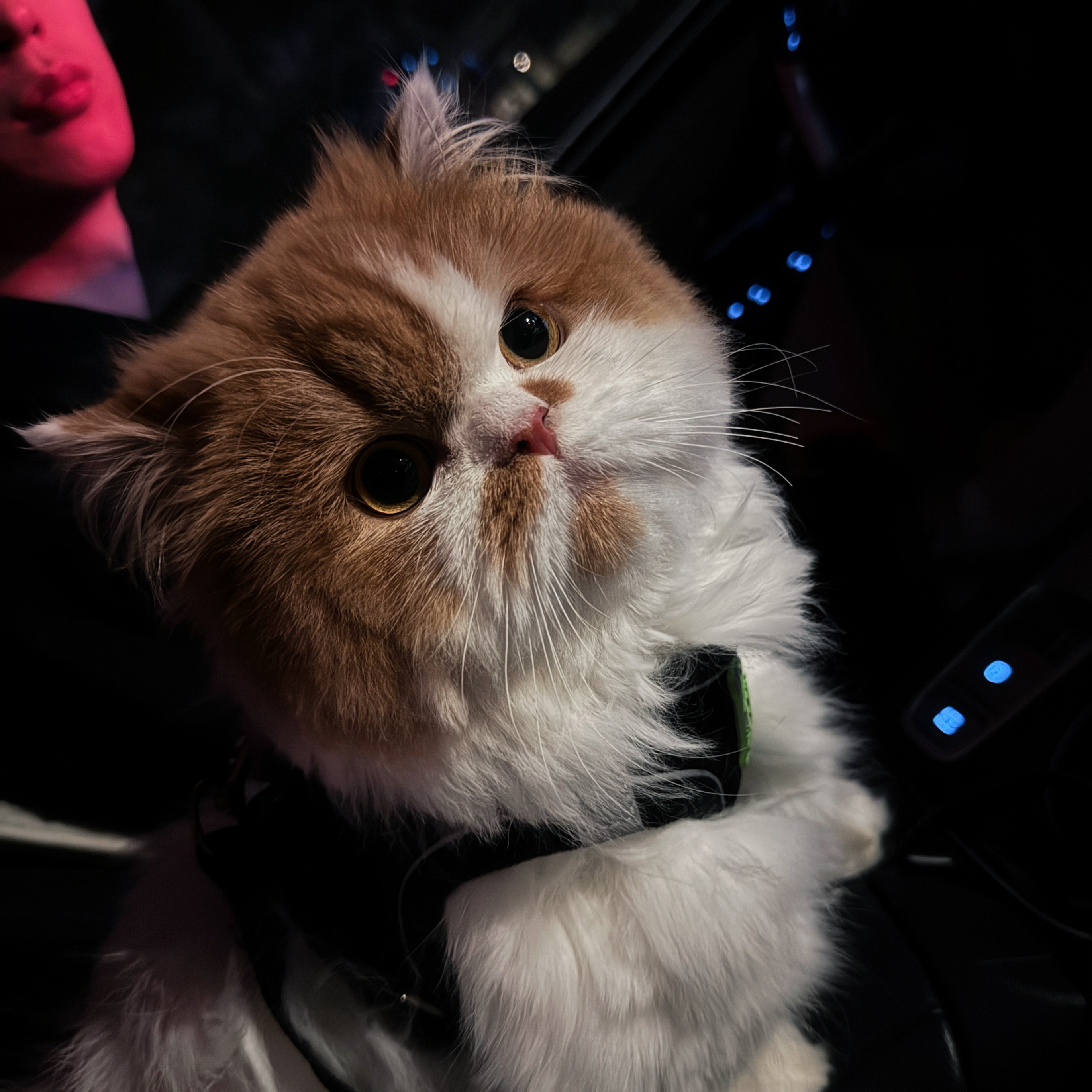 【喵可可的短腿猫X】哈基米猫咪活体