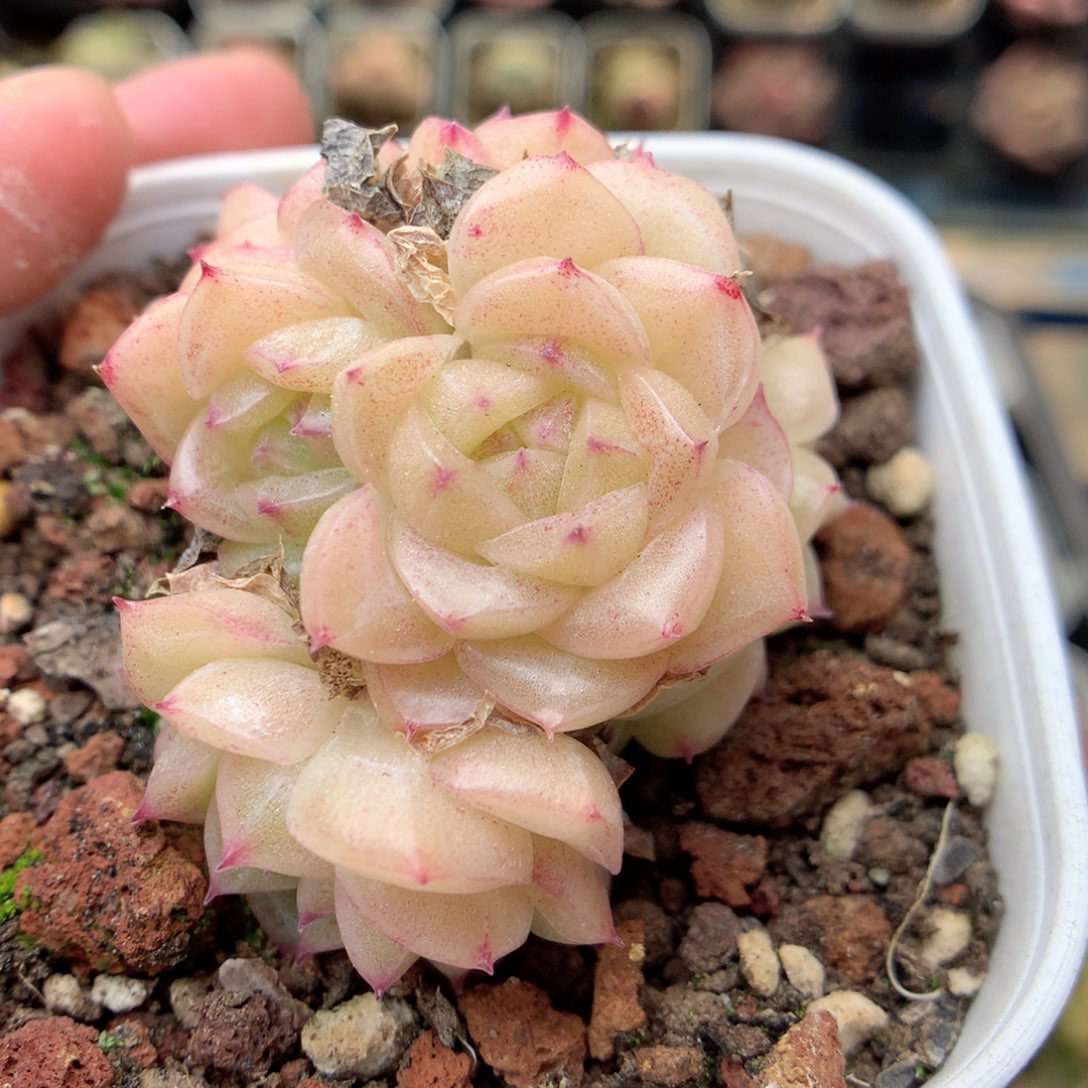 G70 ，20包邮两天凑单