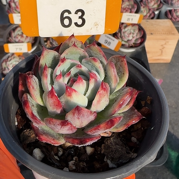 63 惊鸿仙子多肉植物6-9cm