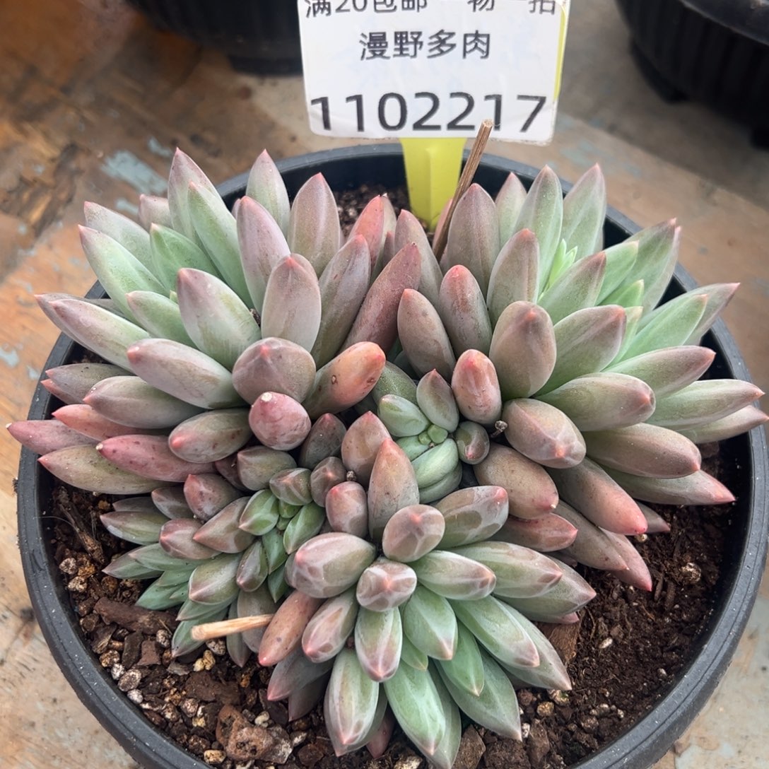 1102217 红蜻蜓群生无砍