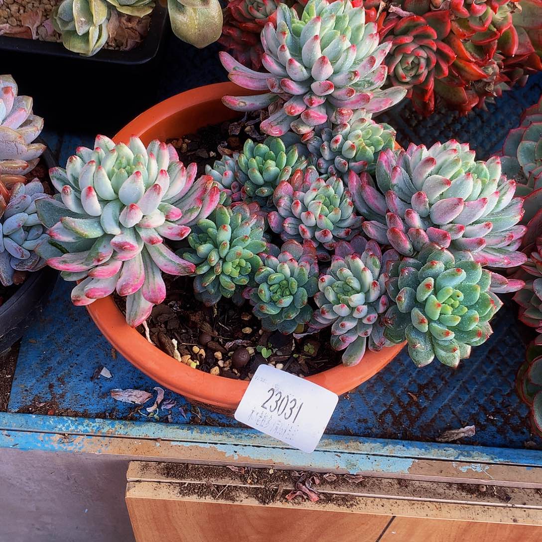 清***巷   蓝苹果锦多肉23031