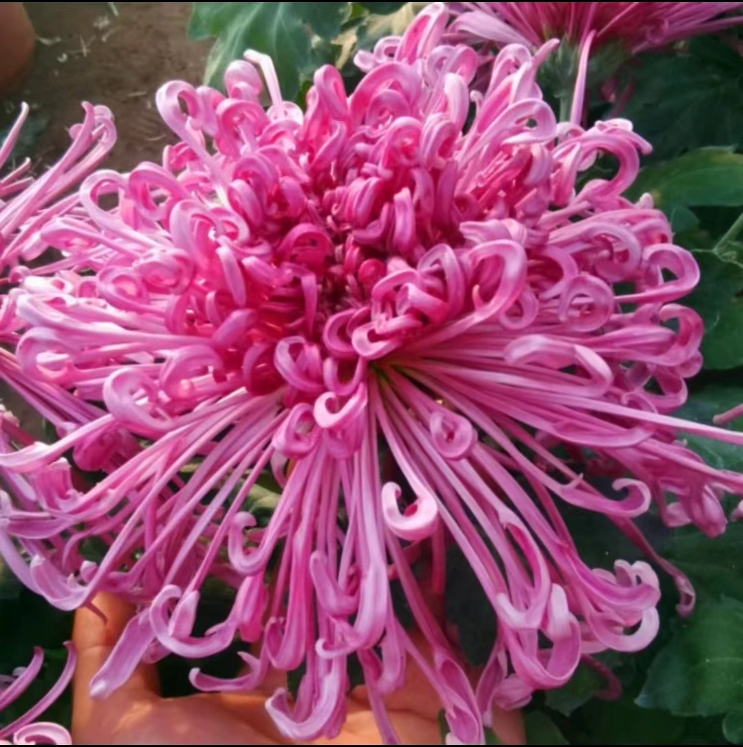 【紫霞仙子】大花九月丝菊  多年生宿根植物菊花 