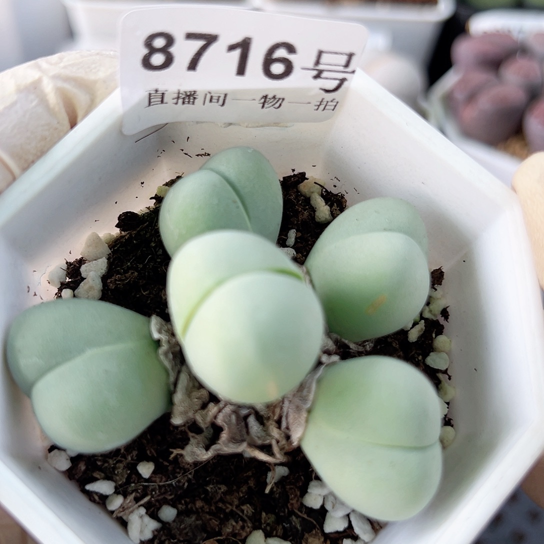 8716 好养易活生石花大母本