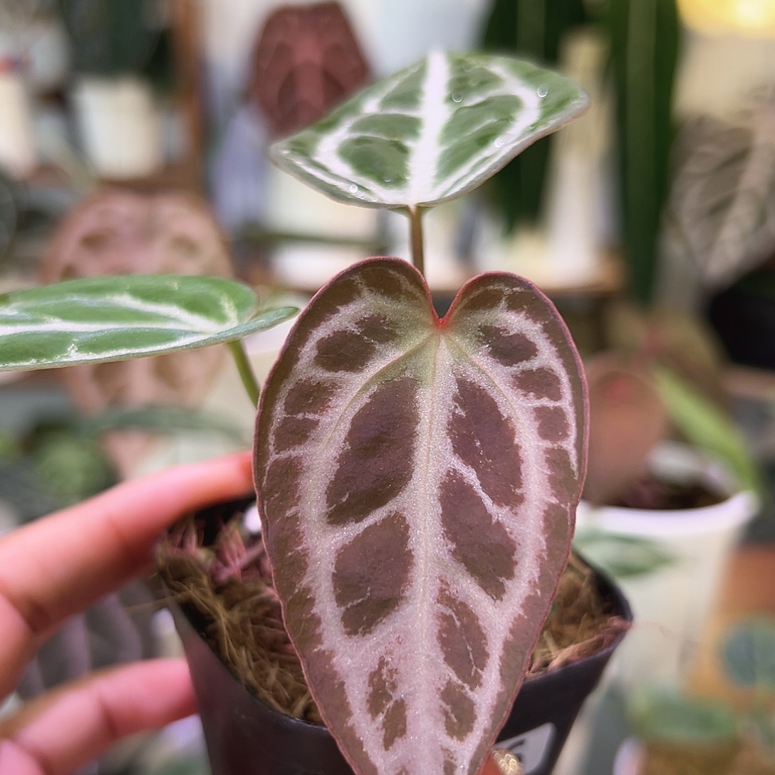 无花朵红水晶杂小钻石026