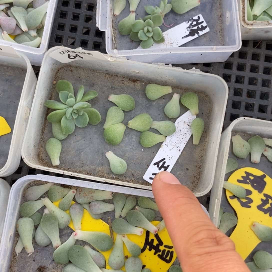 标64白透财富一盒