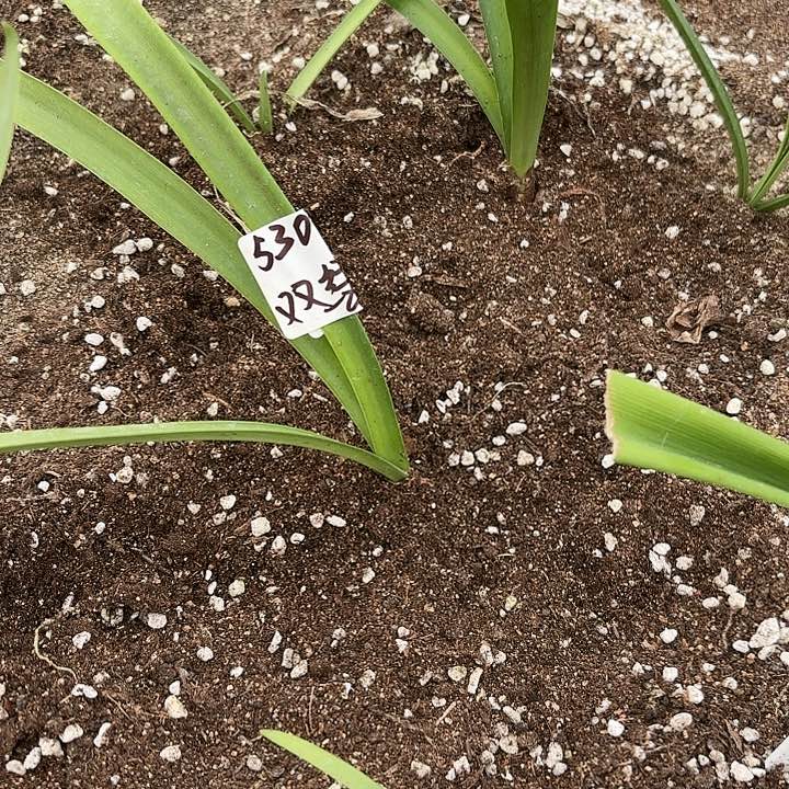 阿*姐双绿3左右带土5307