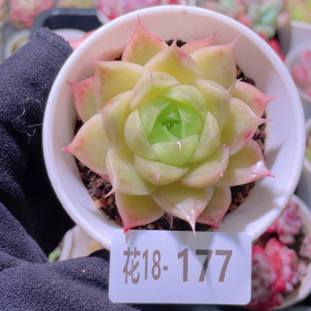 花利美18-177麦秆