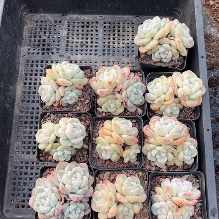 L***a冰玉多肉七方盆一组10个