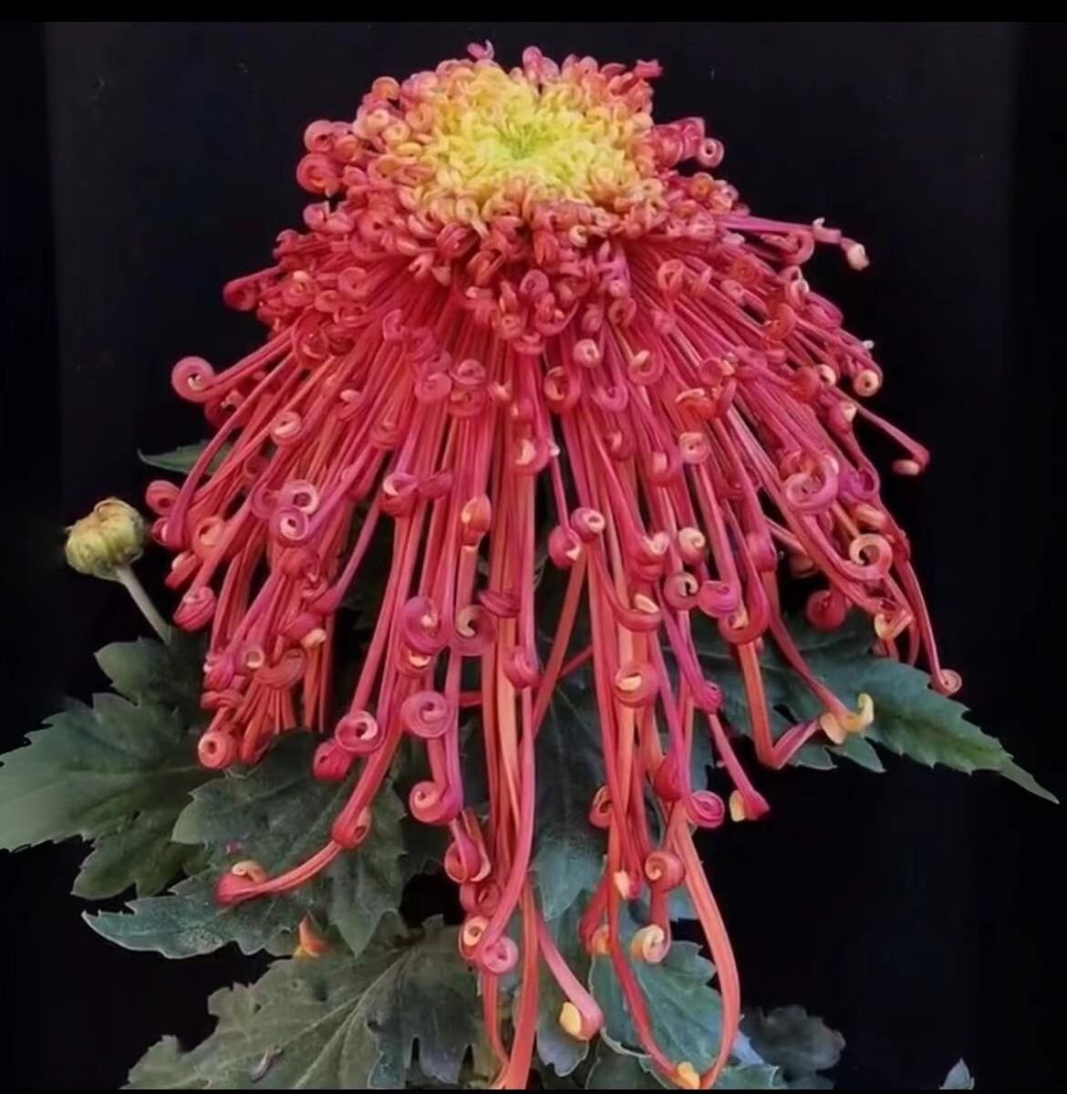 【国华红花房】菊花九月菊阳台庭院盆栽地栽四季种植好养易活