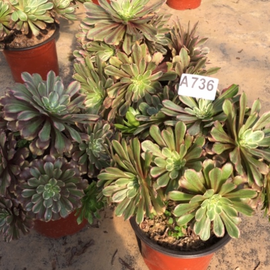 法师多肉植物千**姥法师736