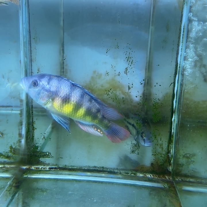 不***～慈鲷鱼33号11111111