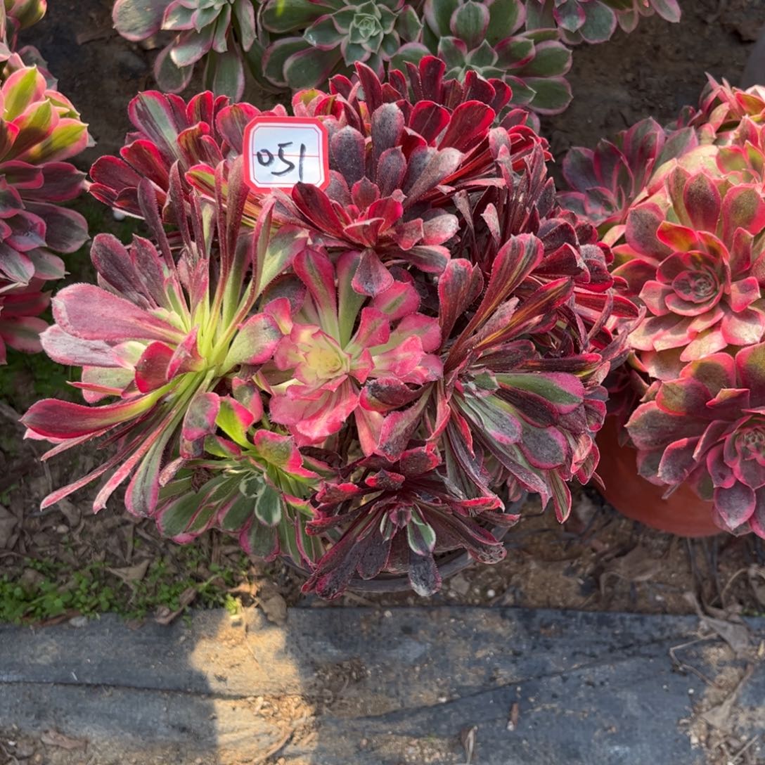 051多肉植物同花顺