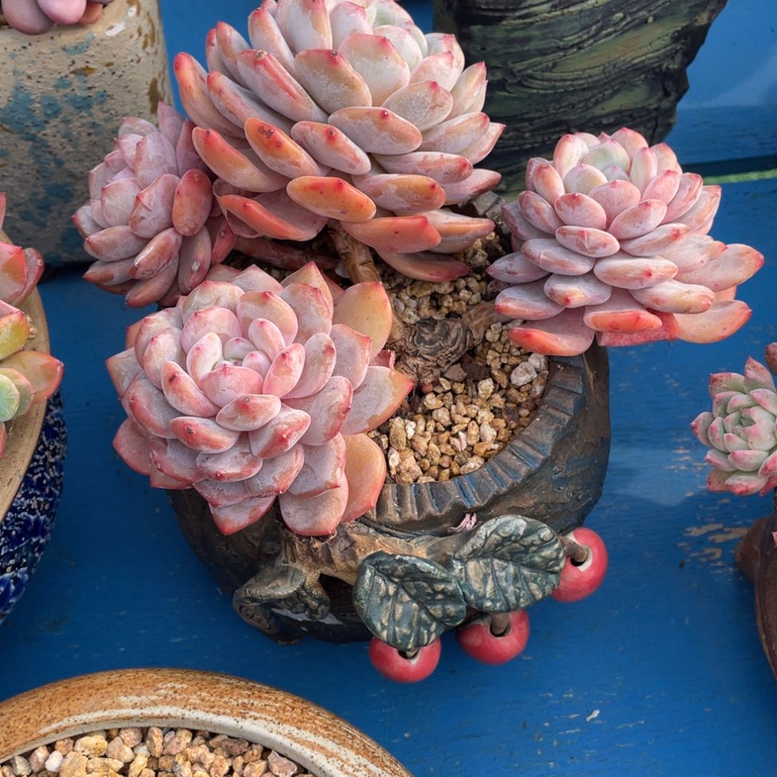 豆总多肉星影群生