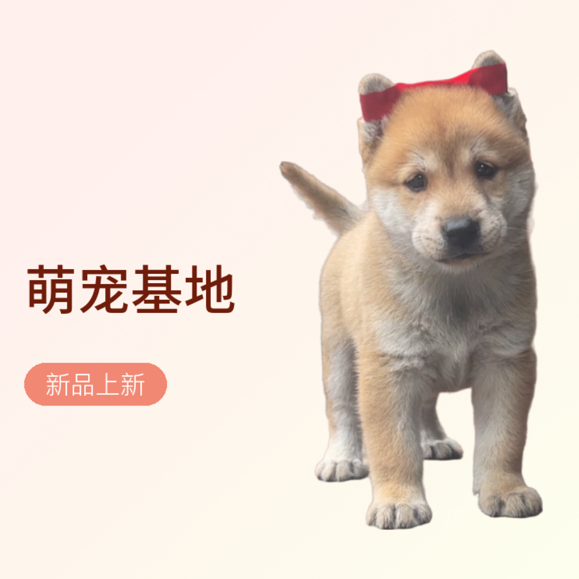 广西小韦萌宠基地通用链接