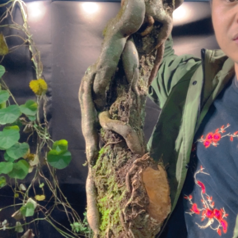 【闪购商品】无花朵