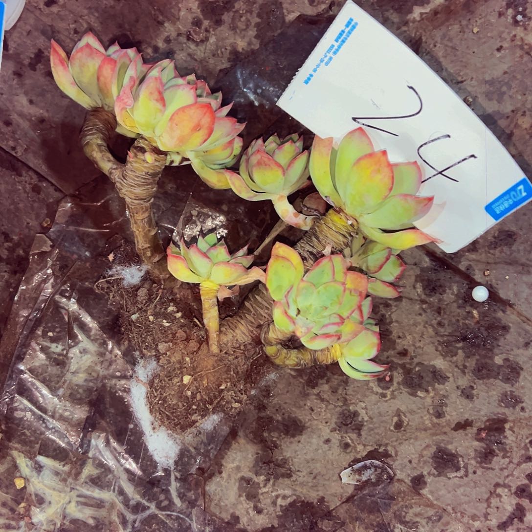 上***）24号一物一拍物流